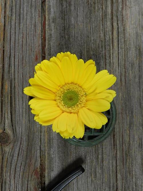 Meriva Yellow Gerbera Daisies